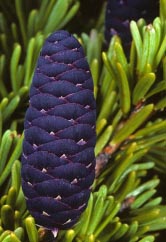 mountain hemlock cone thumbnail graphic